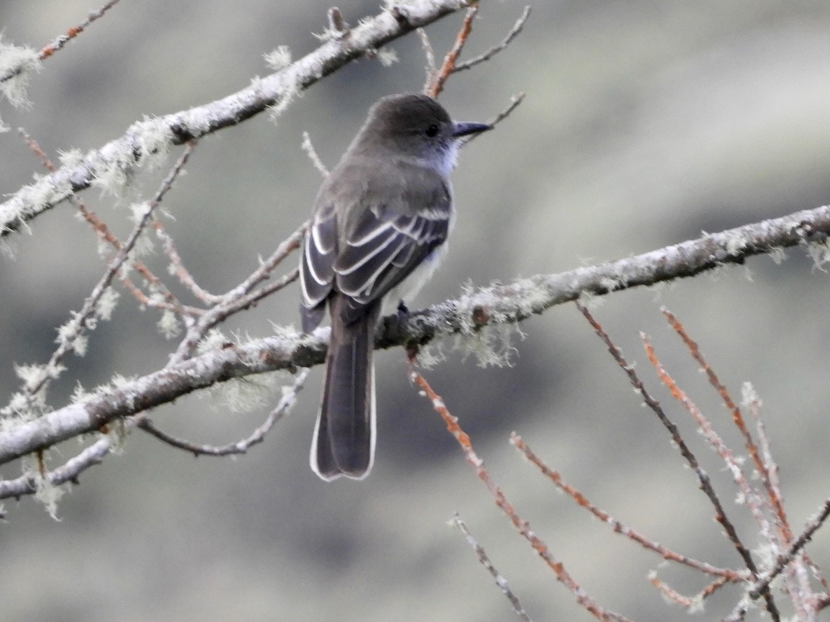 Pale-edged Flycatcher - ML646614678
