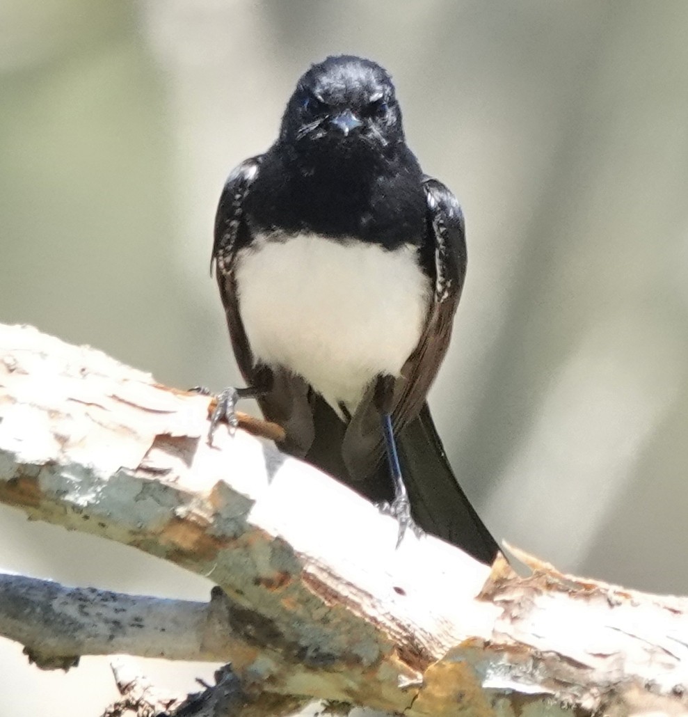 Willie-wagtail - ML646614679