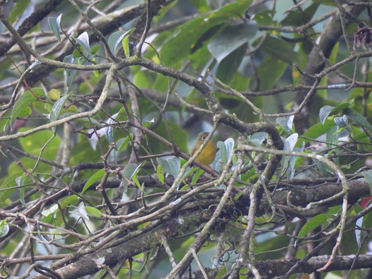 Whistler's Warbler - ML646614680