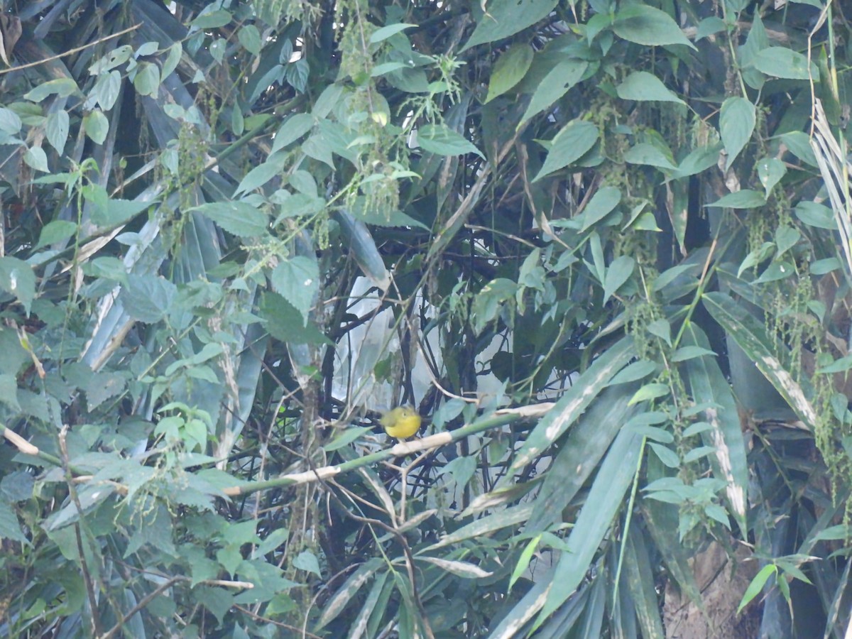 Whistler's Warbler - ML646614681