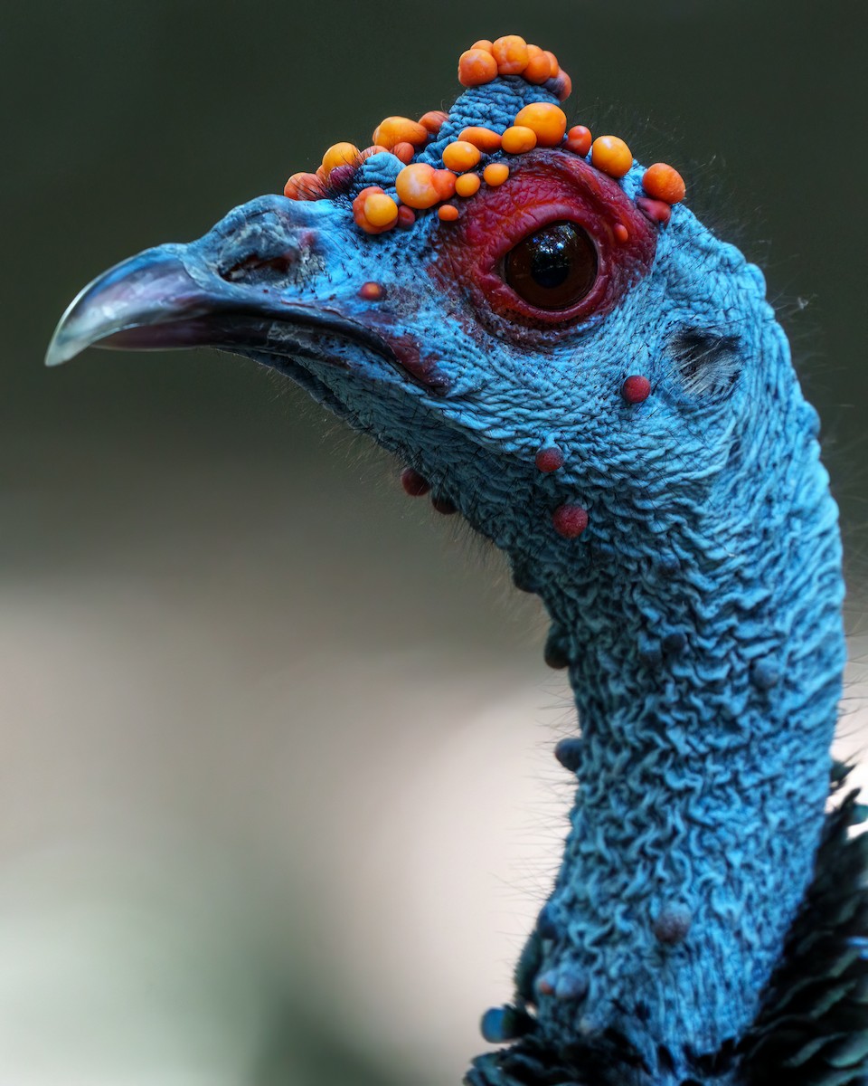 Ocellated Turkey - ML646614682