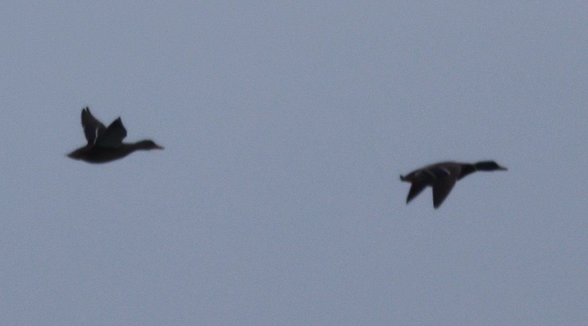 Canard colvert - ML646614684