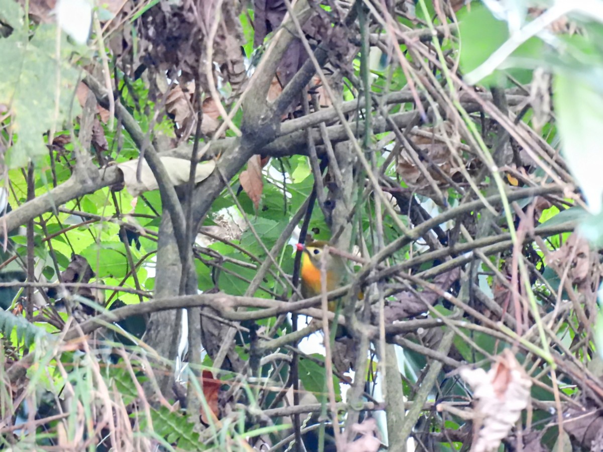 Red-billed Leiothrix - ML646614685