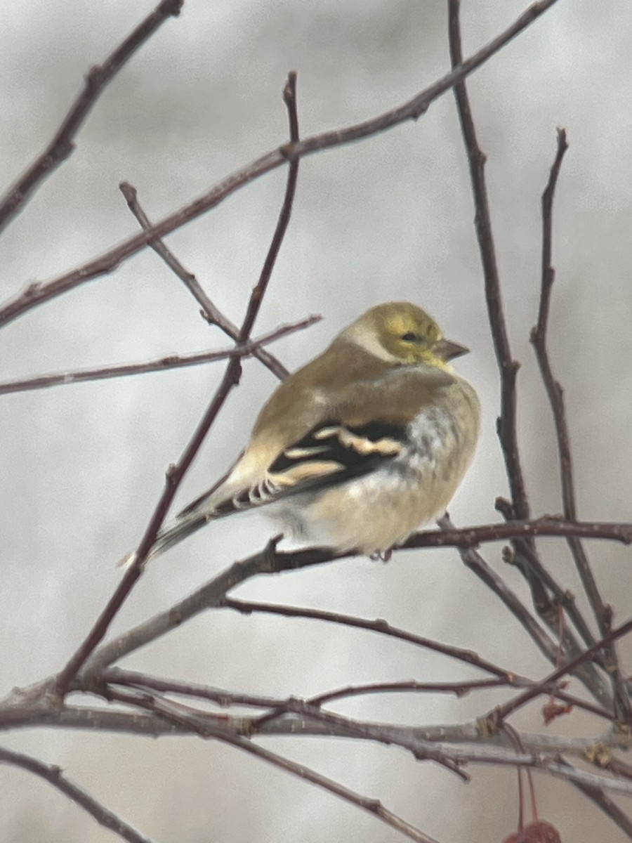 Altın İskete - ML646614686