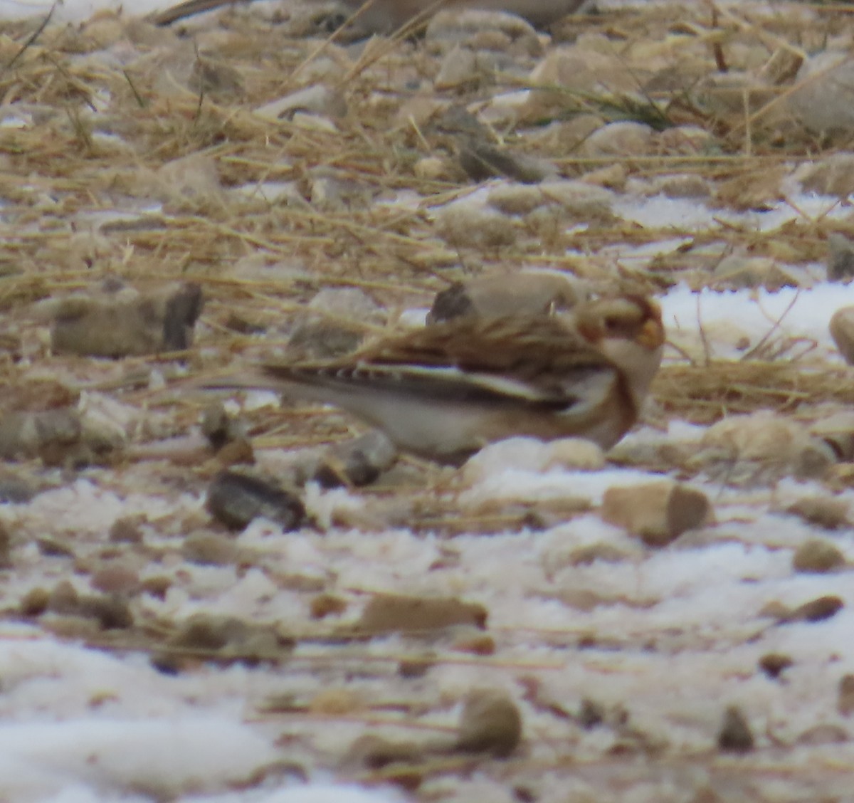 Snow Bunting - ML646614688