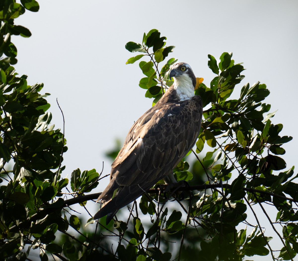 Osprey - ML646614689