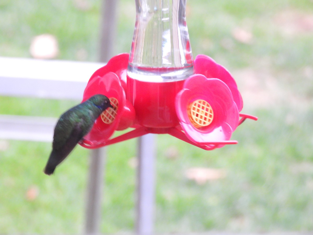 Mexican Violetear - ML646614690