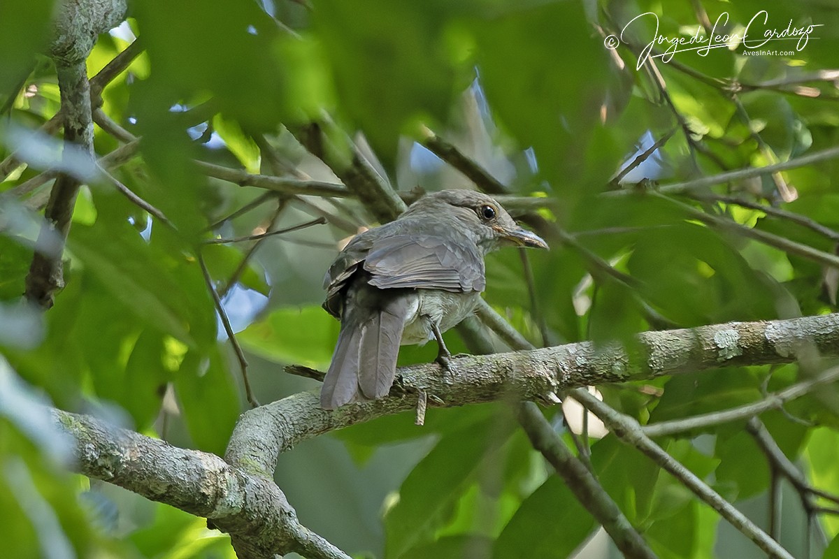 Крикливая пиха - ML646614691