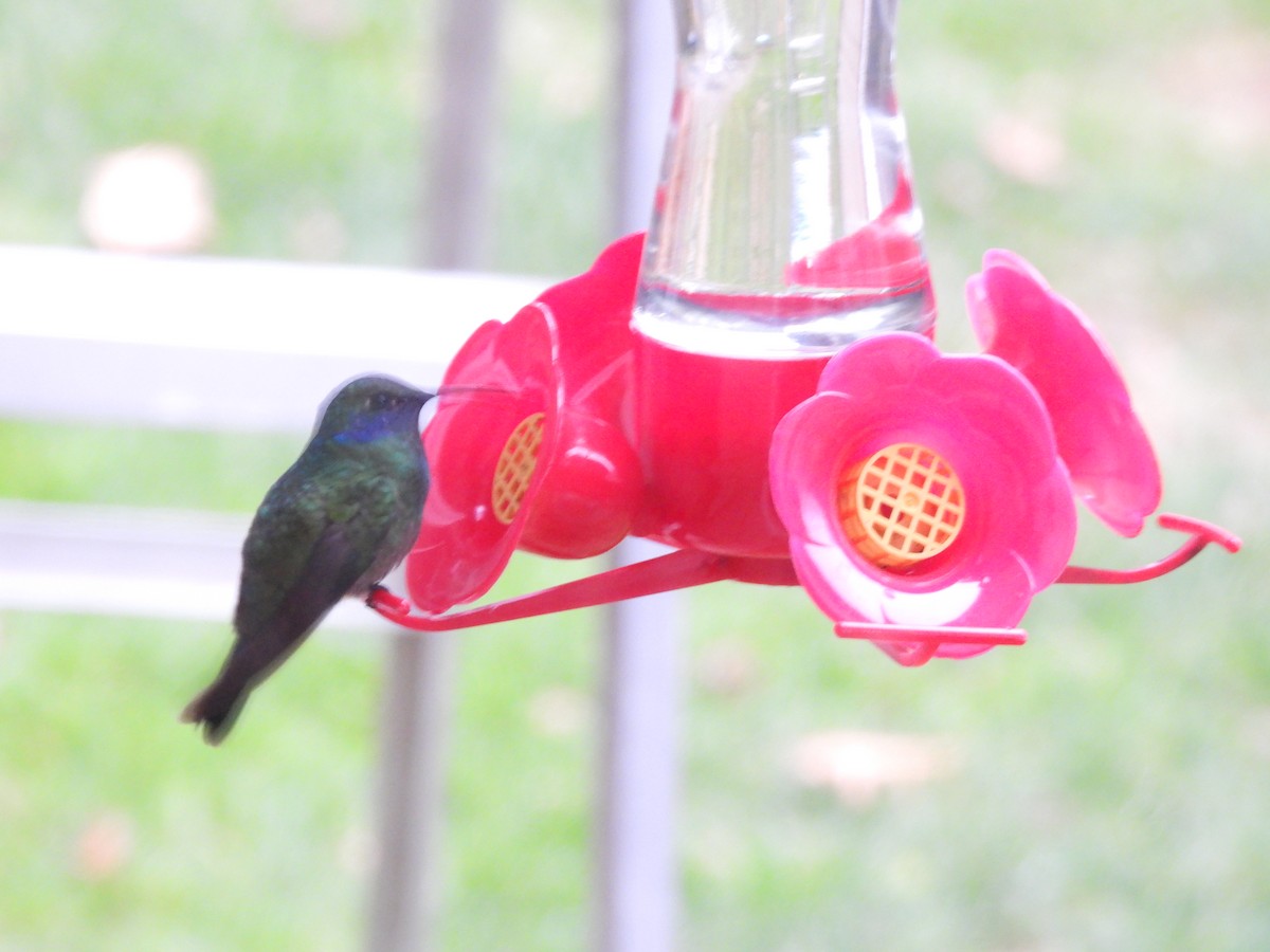 Mexican Violetear - ML646614692