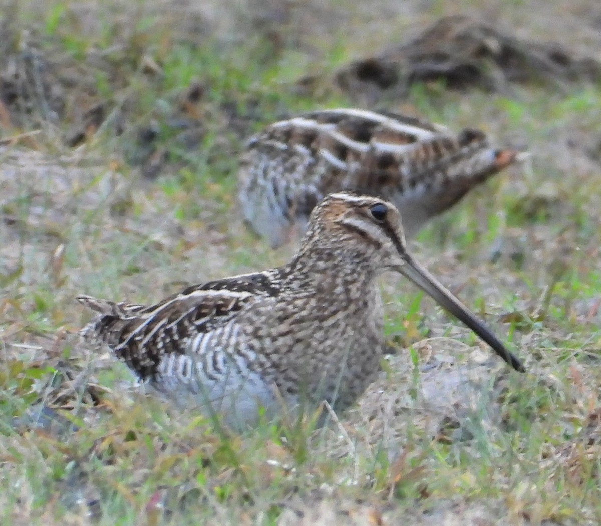 アメリカタシギ - ML646614693