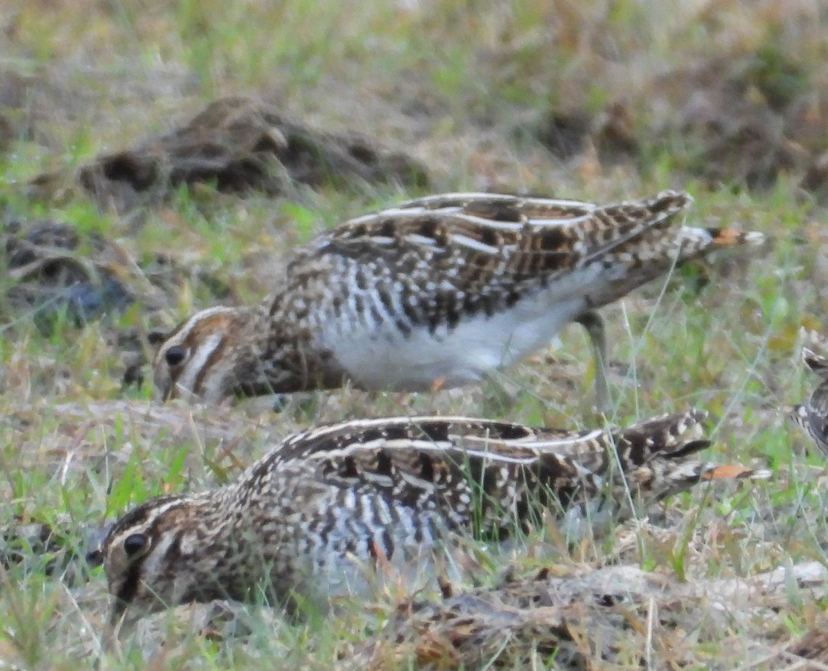 アメリカタシギ - ML646614694