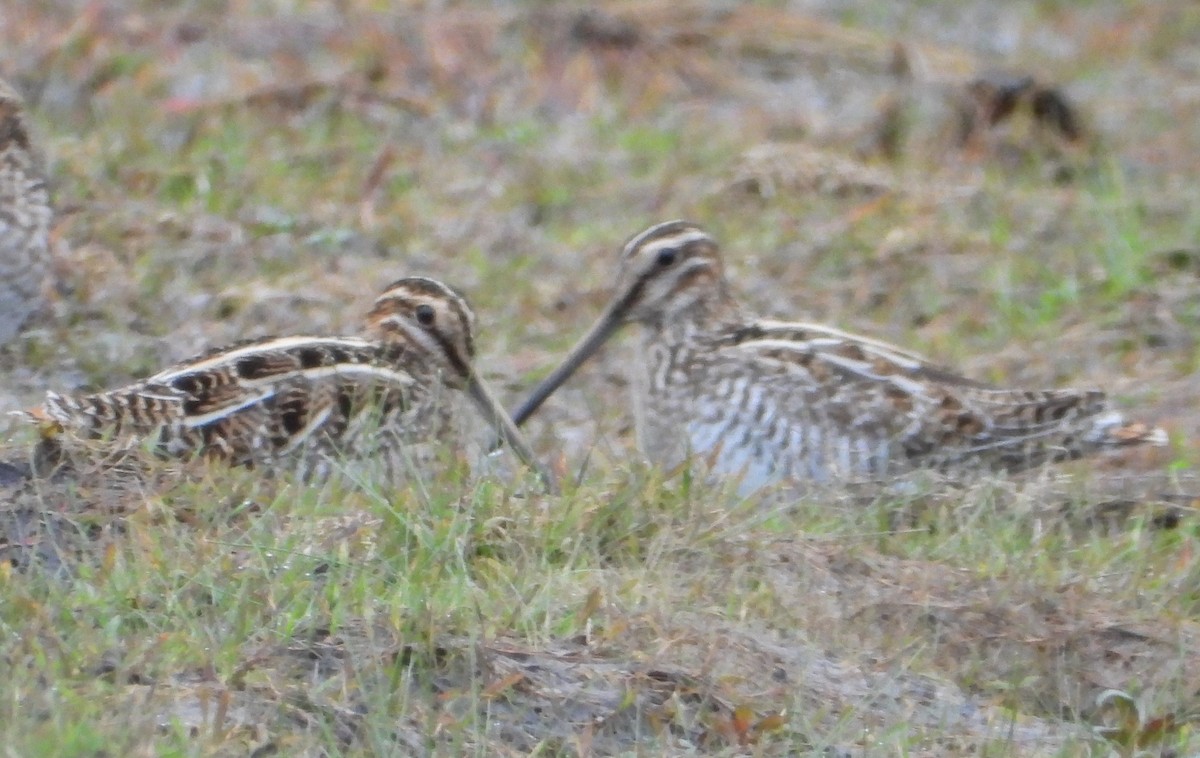 アメリカタシギ - ML646614695