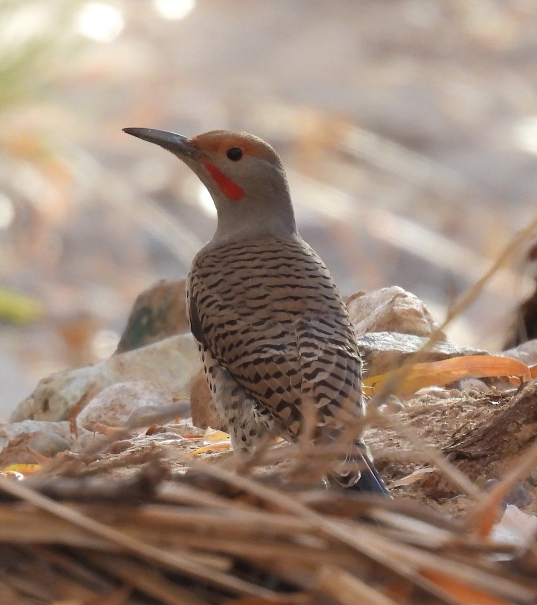 Northern Flicker (Red-shafted) - ML646614698