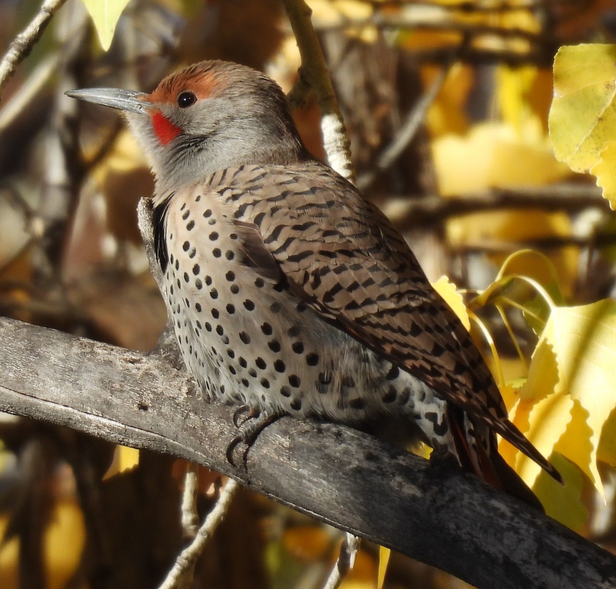 Northern Flicker (Red-shafted) - ML646614699