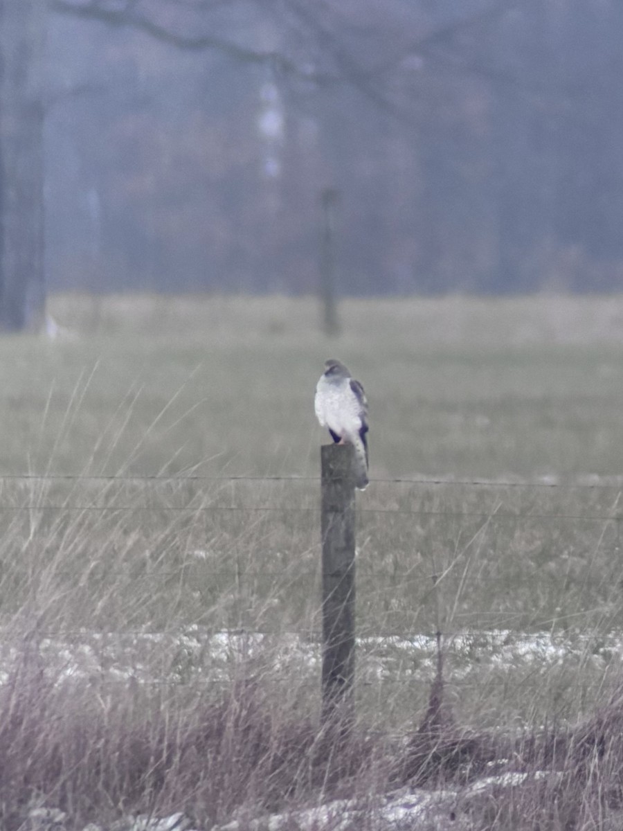 Northern Harrier - ML646614700