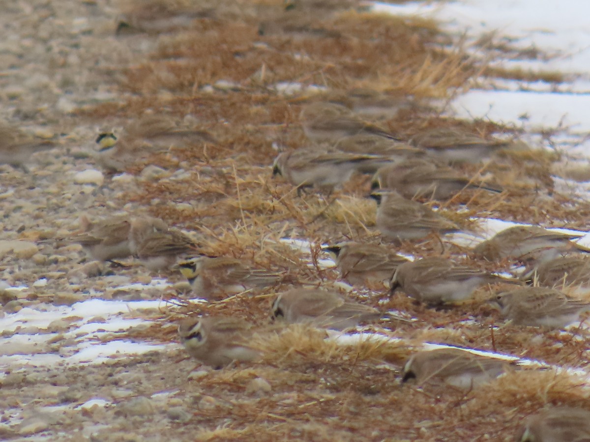 Horned Lark - ML646614702