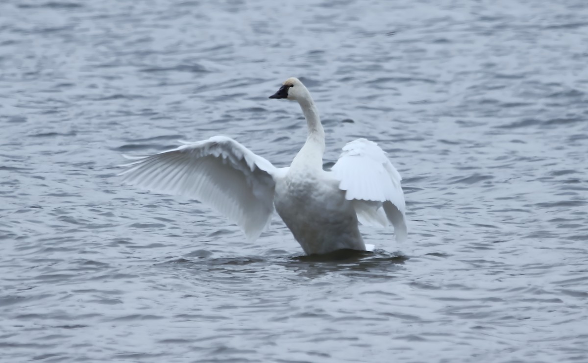 dvergsvane - ML646614703