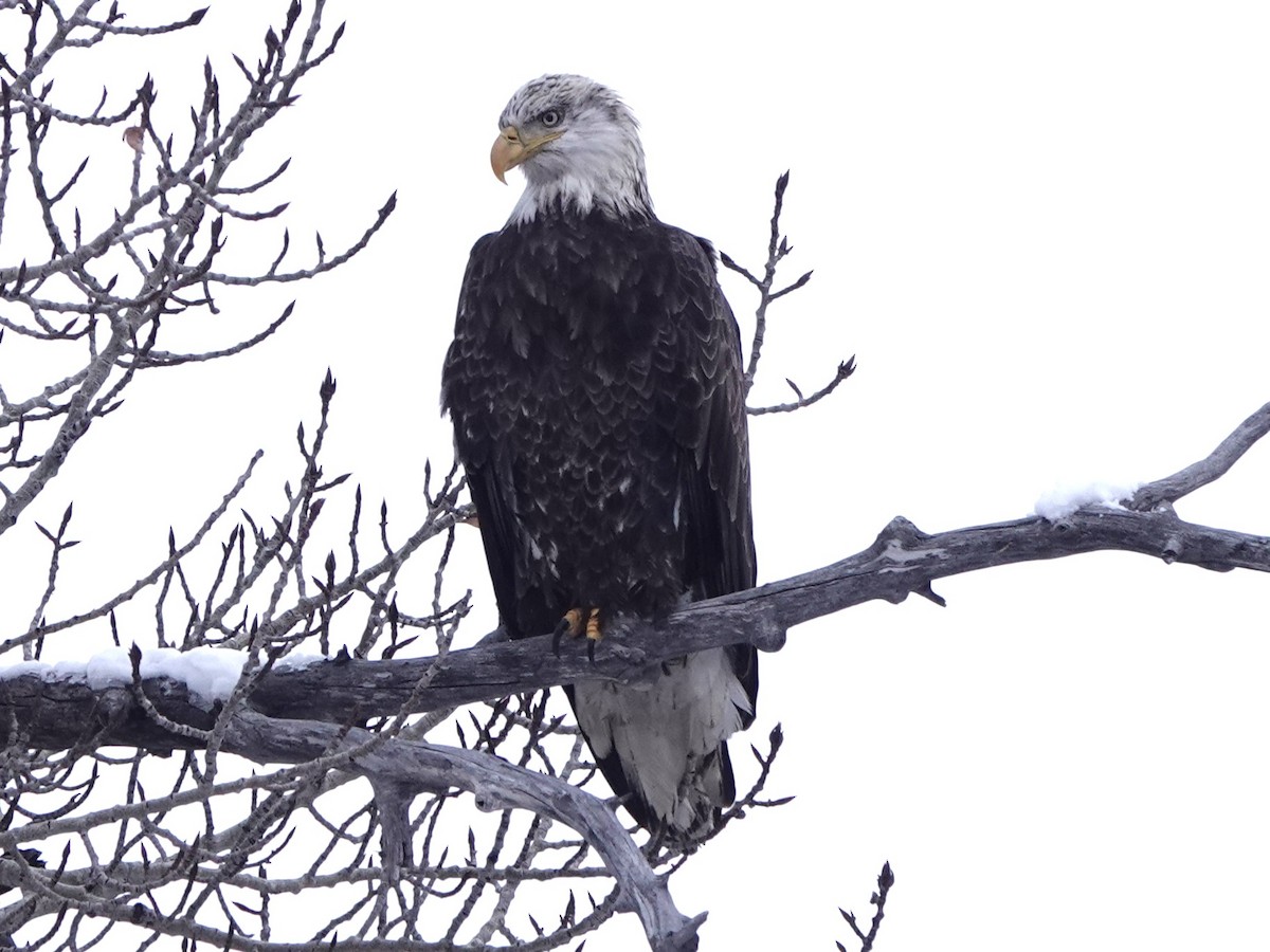 Bald Eagle - ML646614707