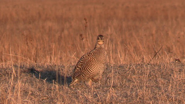 Greater Prairie-Chicken - ML646614708