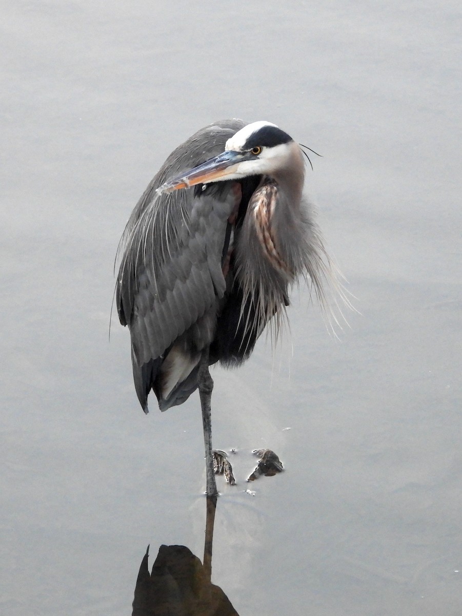 Great Blue Heron - ML646614709
