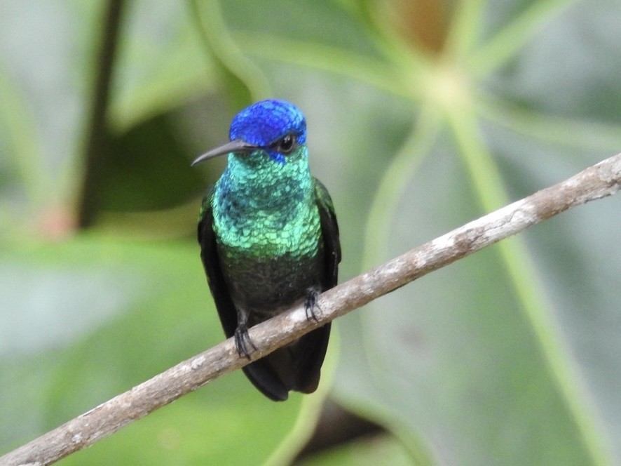 Golden-tailed Sapphire - ML646614710