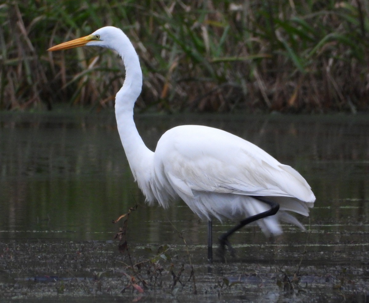 ダイサギ - ML646614715