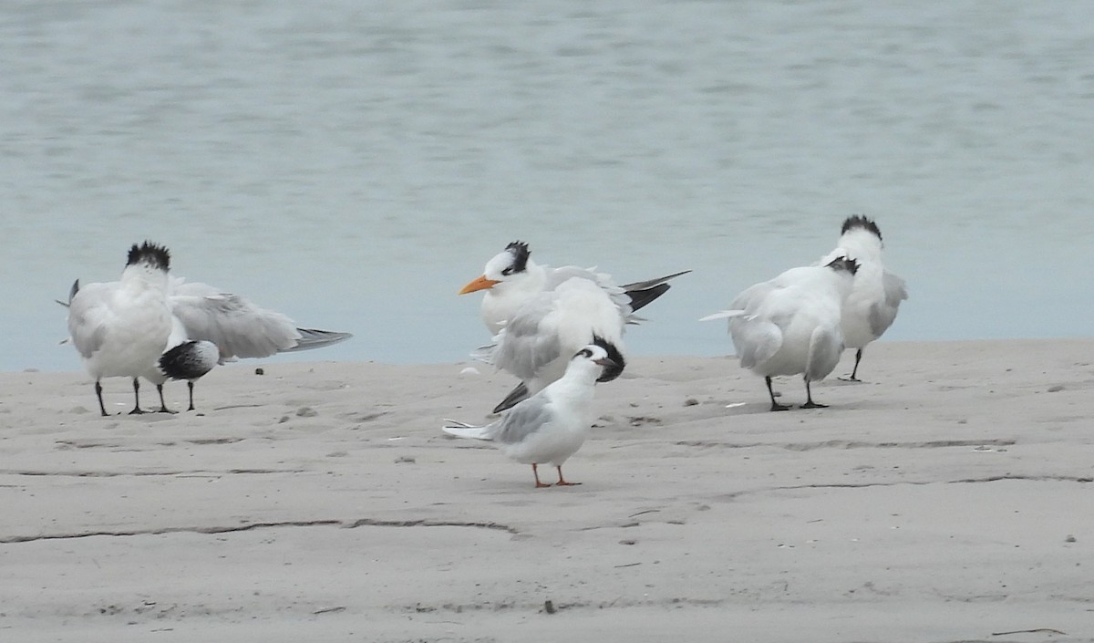 Forster's Tern - ML646614723