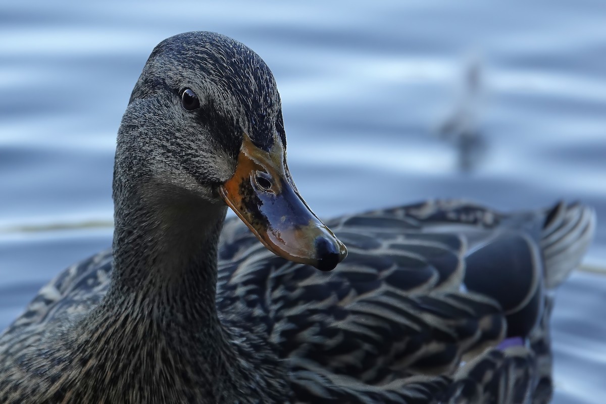 Mallard - ML646614731