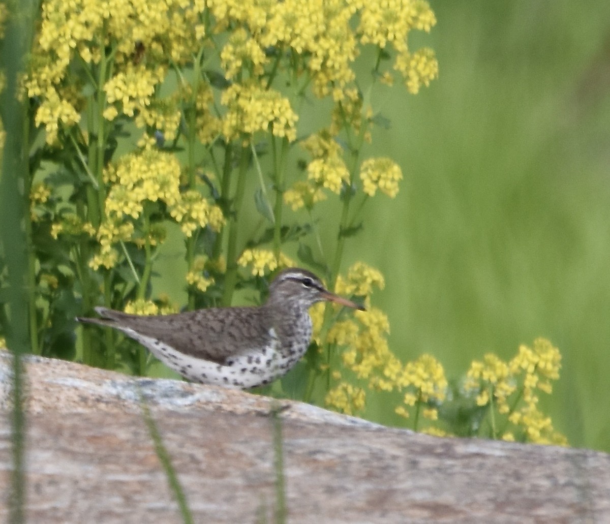 Drosseluferläufer - ML646614732