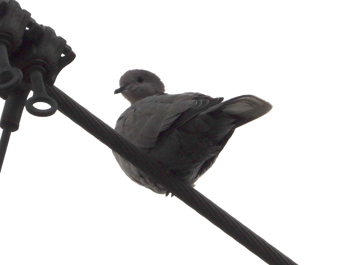 Eurasian Collared-Dove - ML646614734