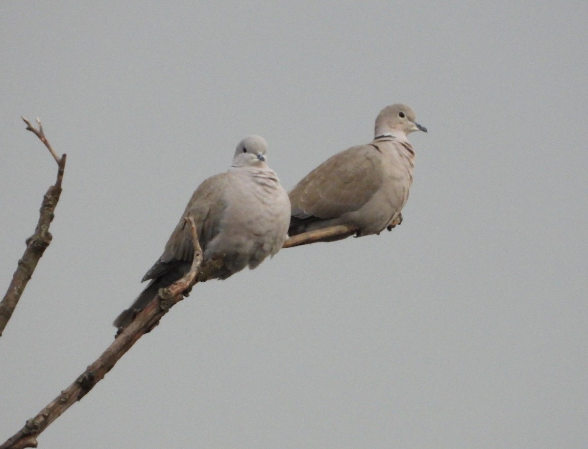 Eurasian Collared-Dove - ML646614735