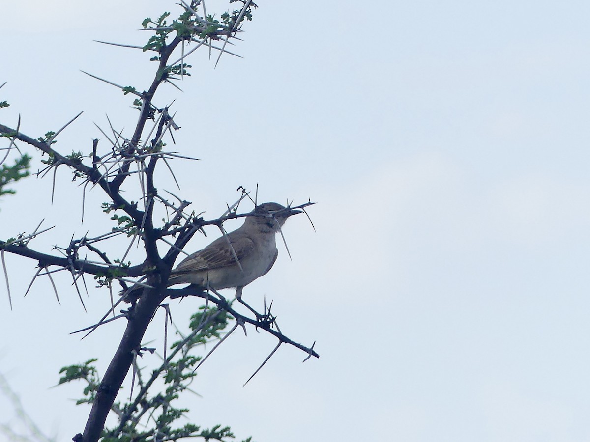 Chat Flycatcher - ML646614742