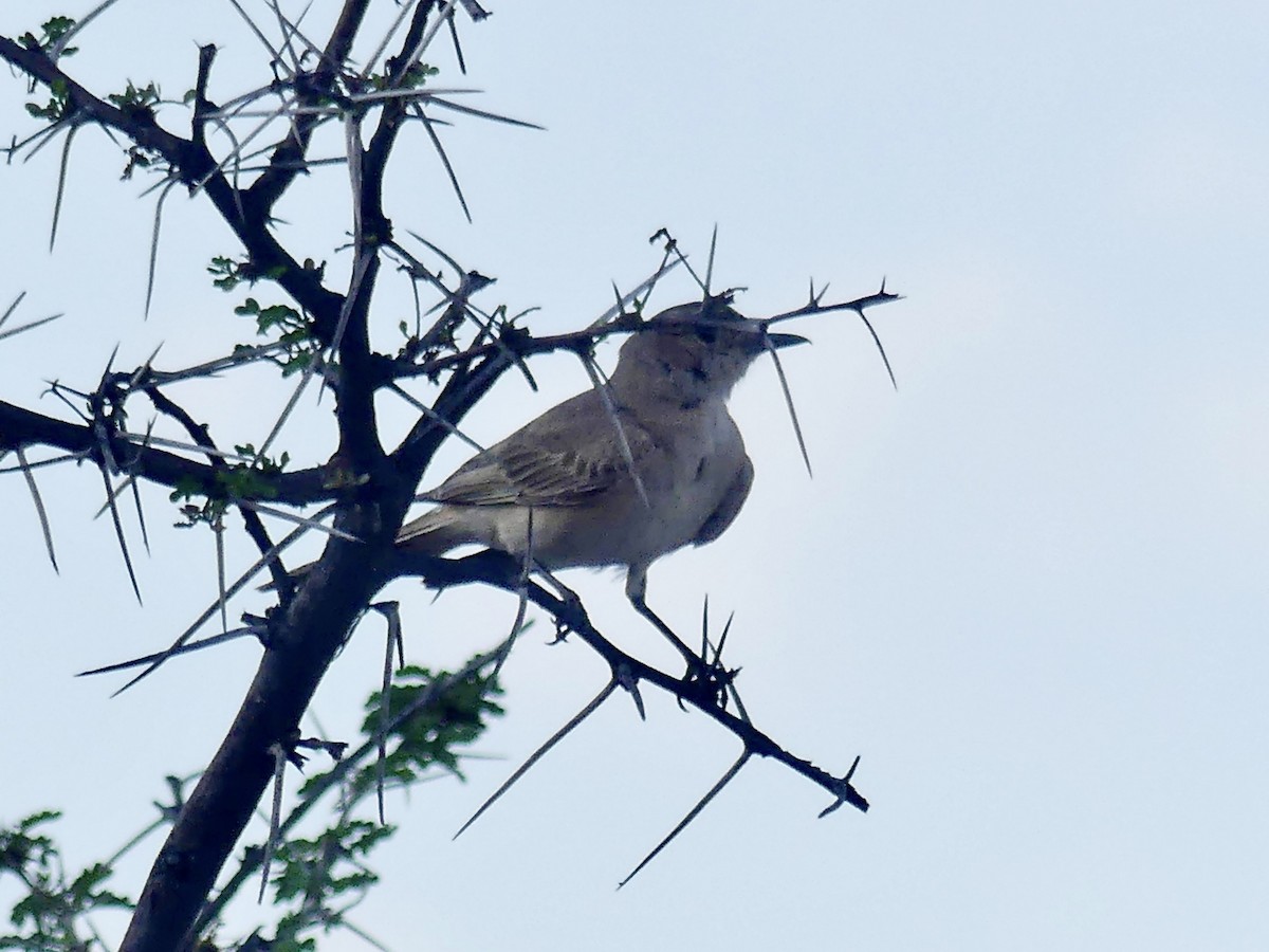 Chat Flycatcher - ML646614743