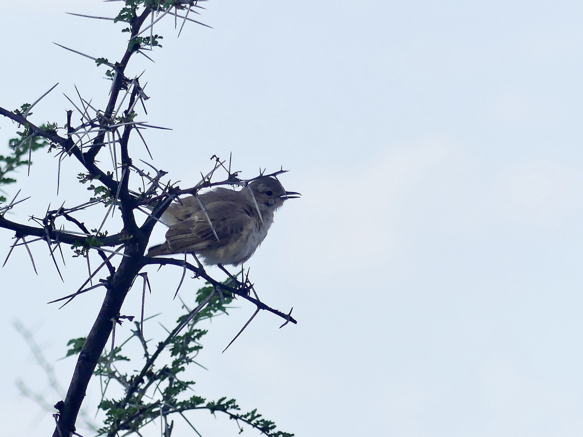 Chat Flycatcher - ML646614744