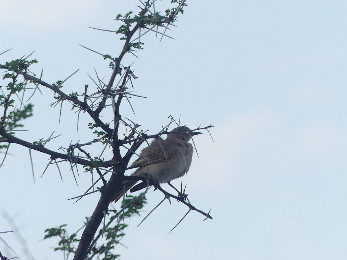 Chat Flycatcher - ML646614745