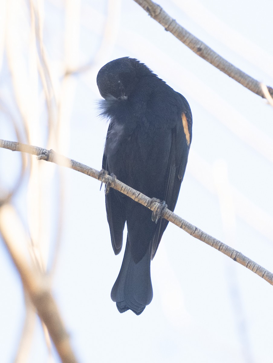 Red-winged Blackbird - ML646614746