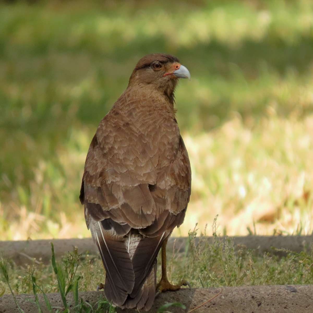 Chimango Caracara - ML646614749