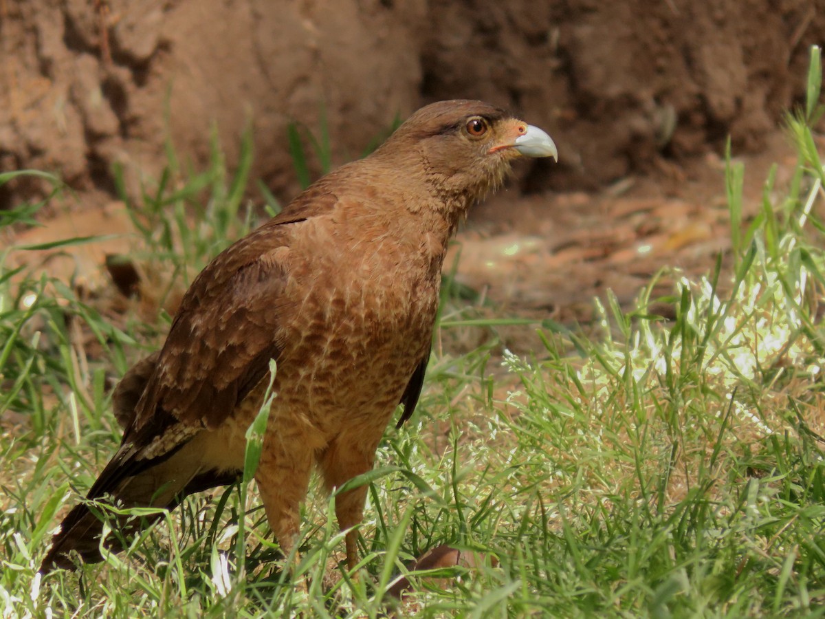 Chimango Caracara - ML646614750
