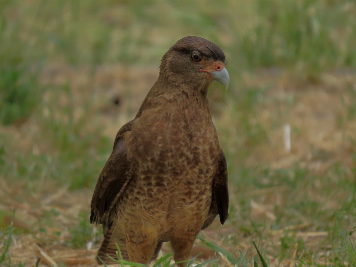Chimango Caracara - ML646614751