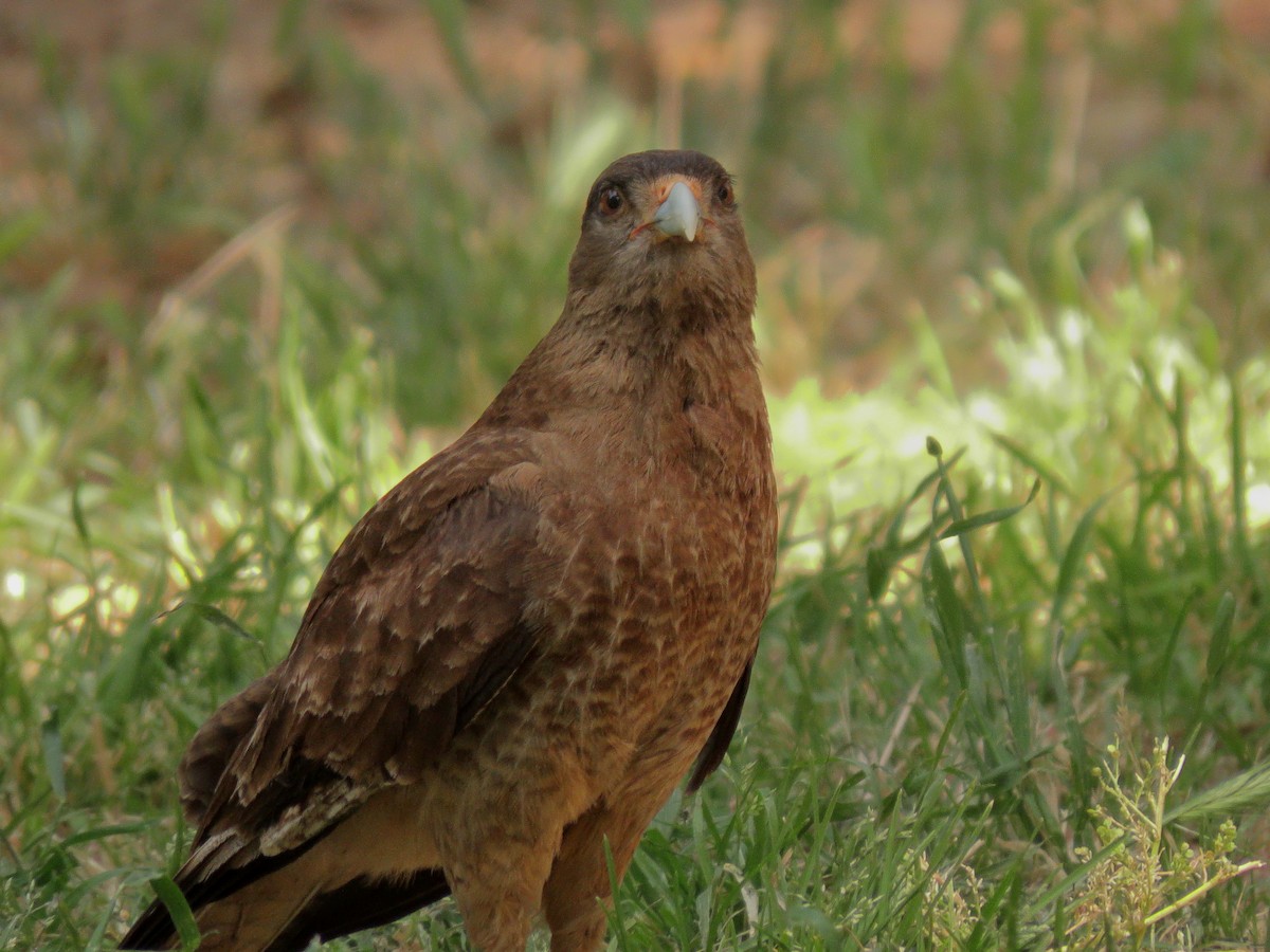 Chimango Caracara - ML646614752