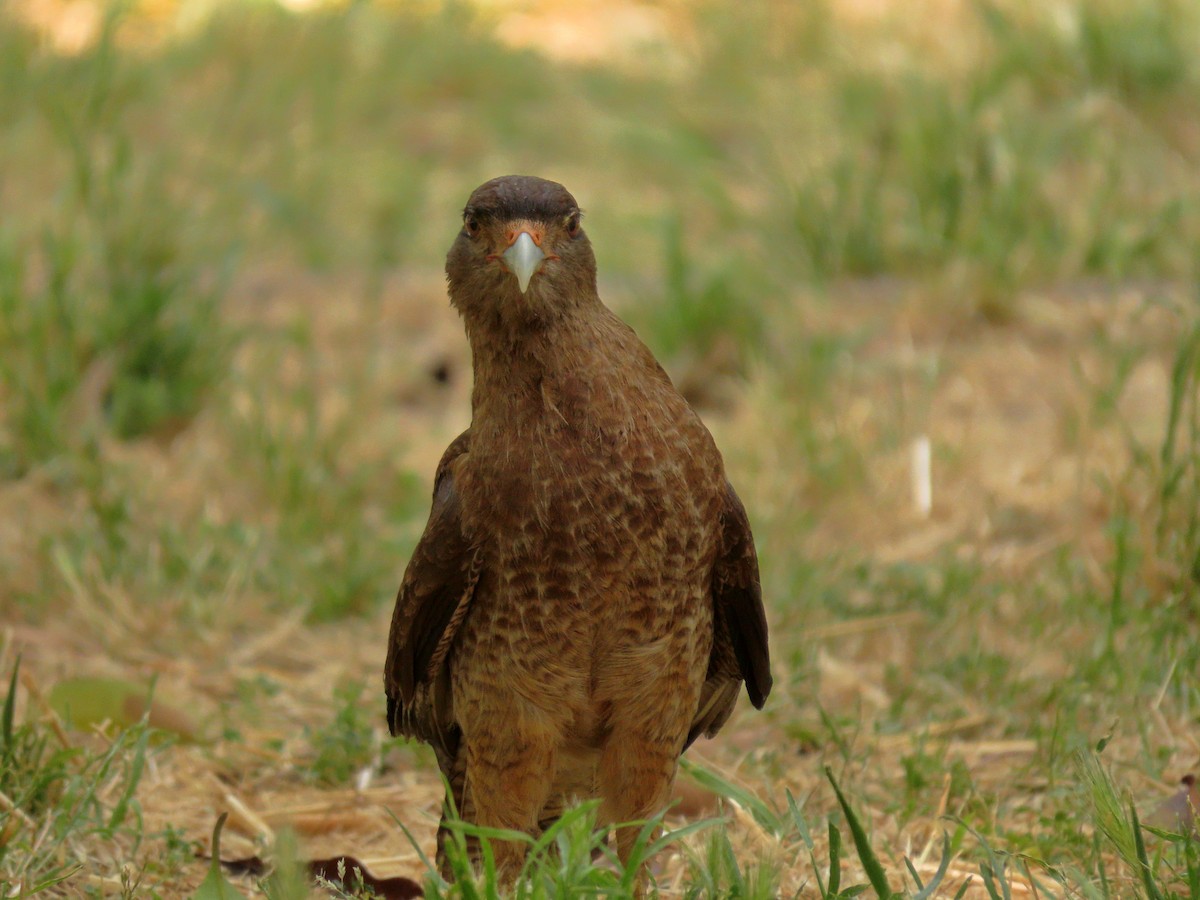 Chimango Caracara - ML646614755