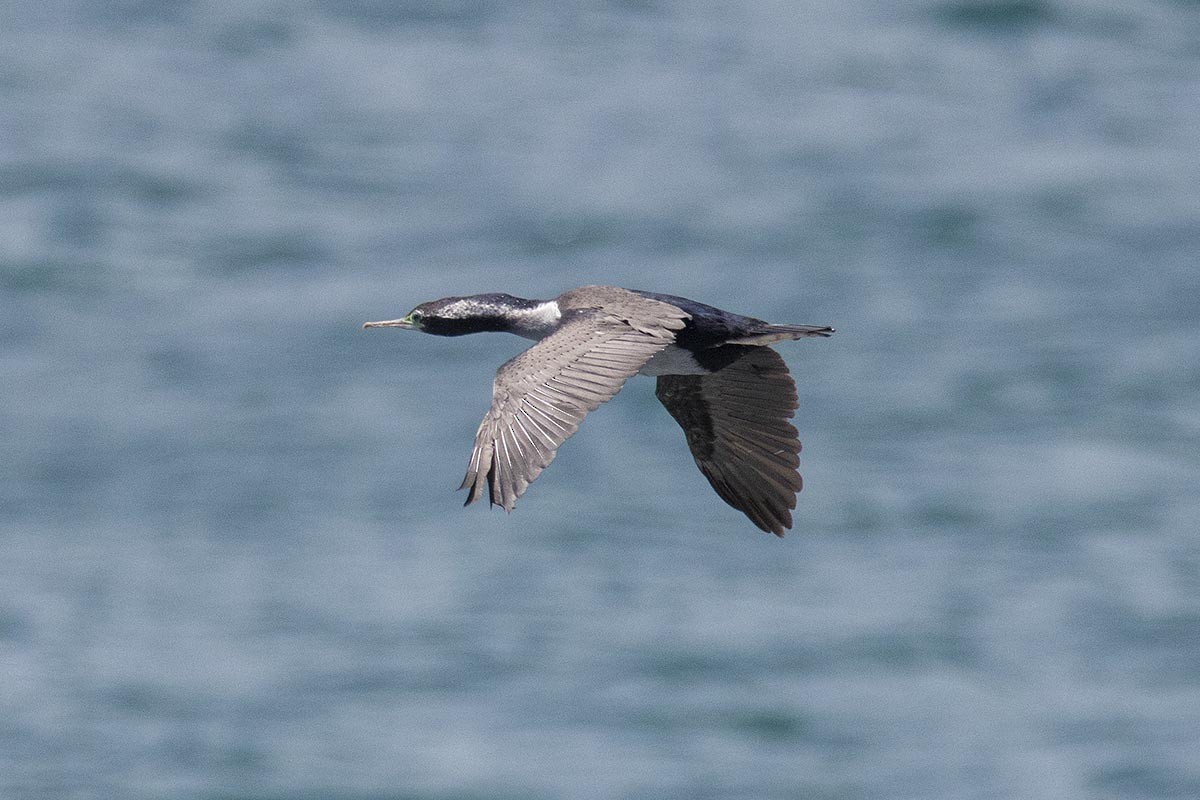 Пятнистый баклан - ML646614756