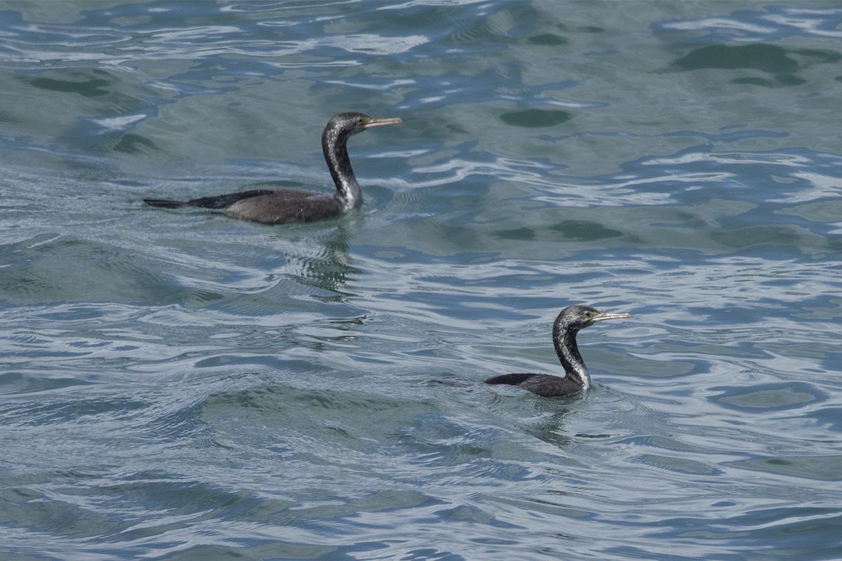 Пятнистый баклан - ML646614757