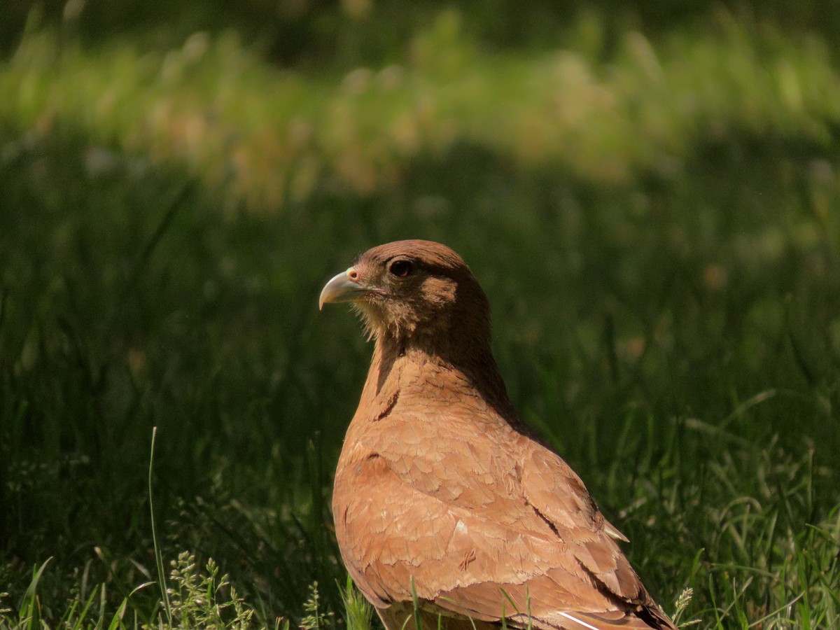Chimango Caracara - ML646614758