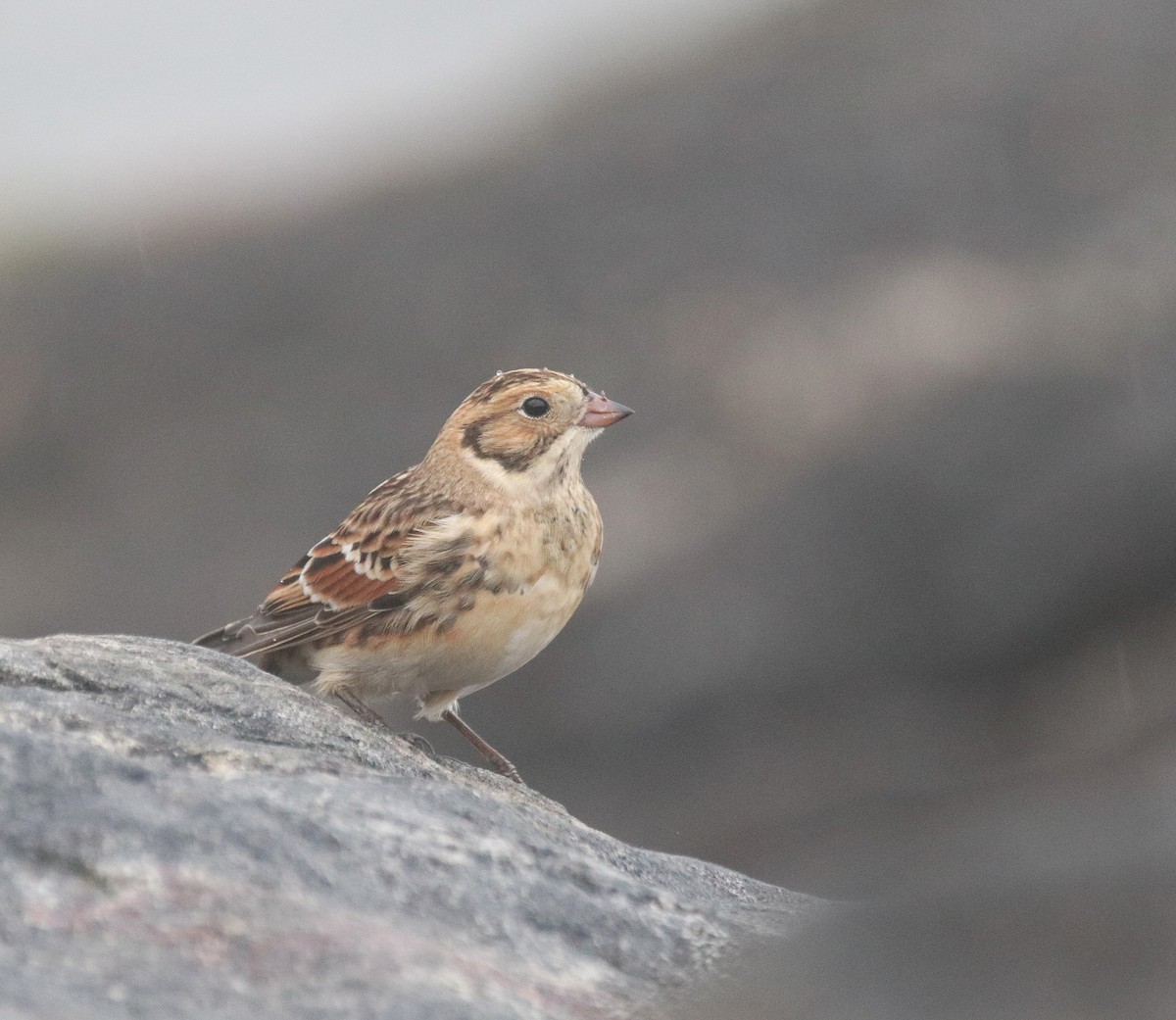 Spornammer - ML646614762