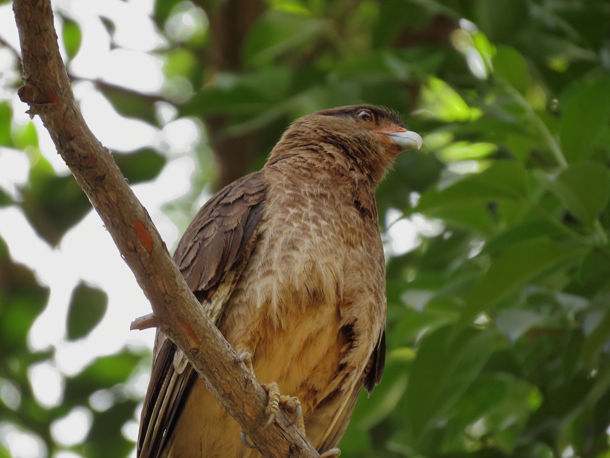Chimango Caracara - ML646614770