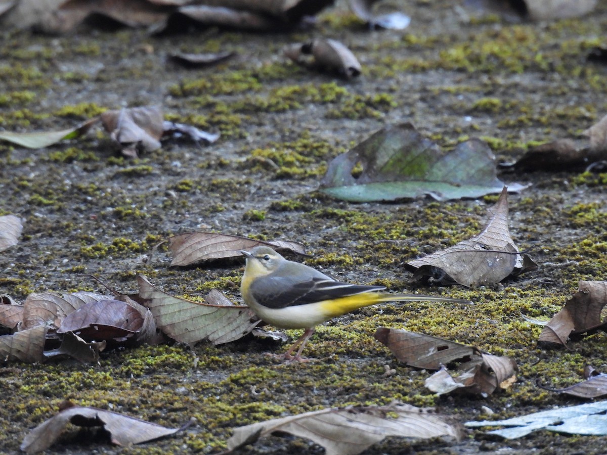 Gray Wagtail - ML646614771