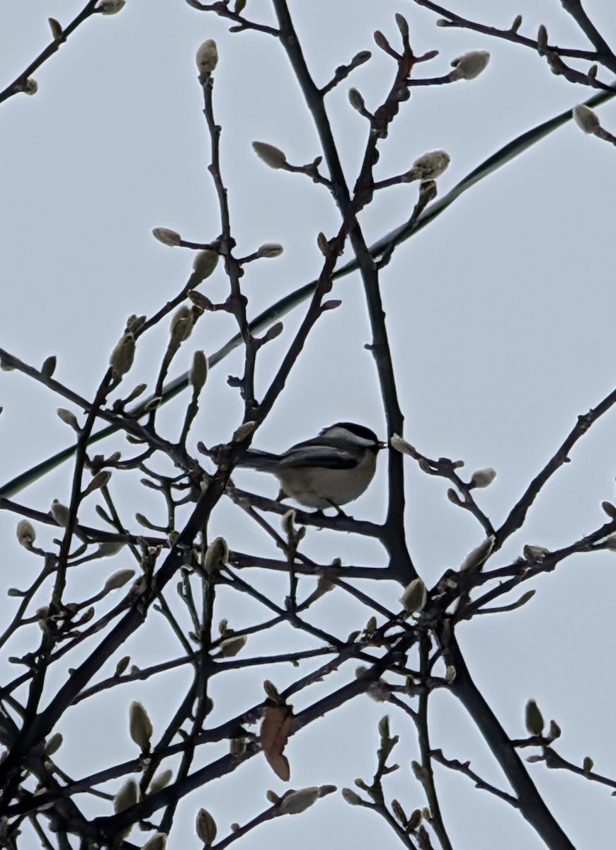 Black-capped Chickadee - ML646614772