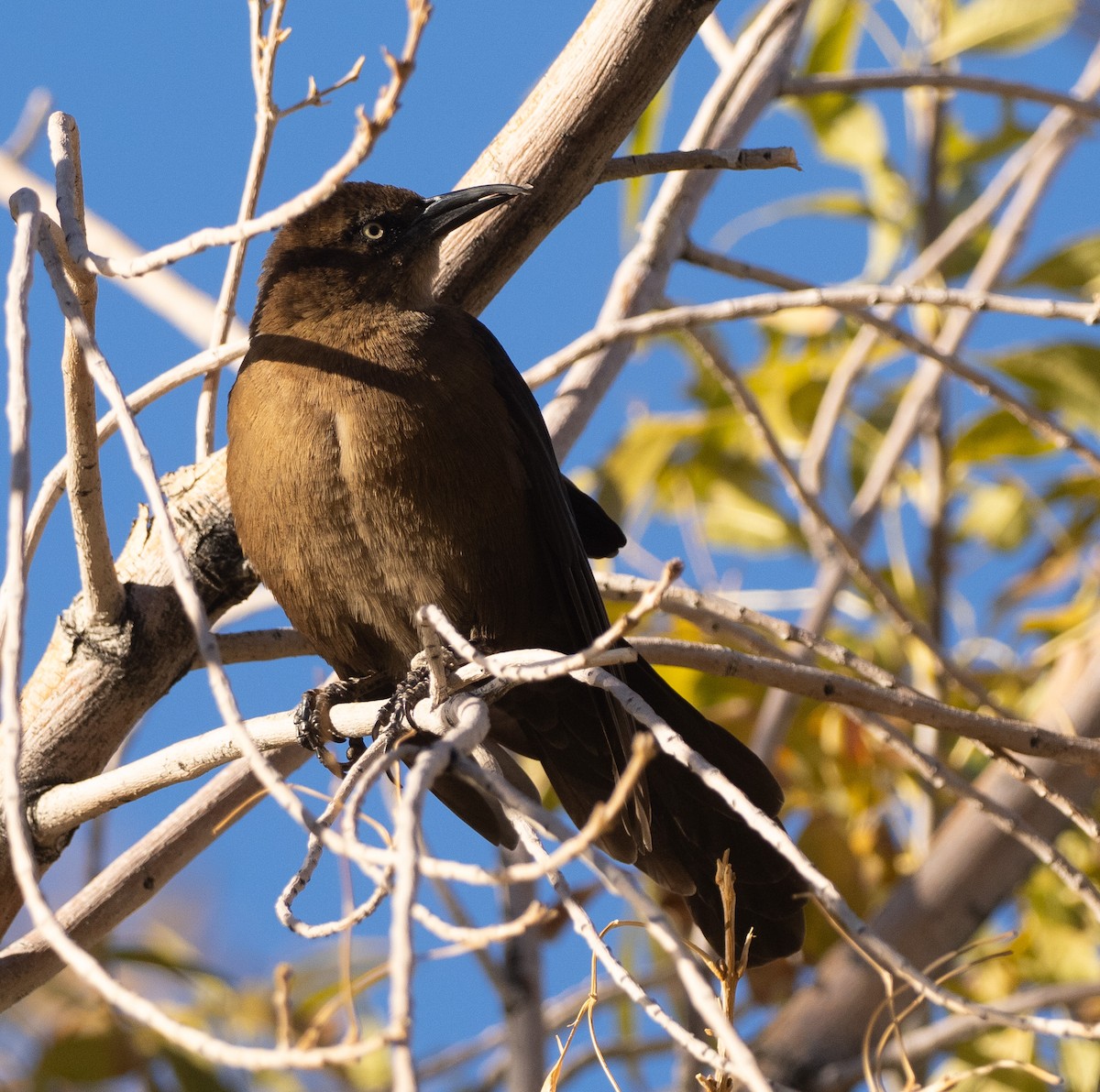 Great-tailed Grackle - ML646614774