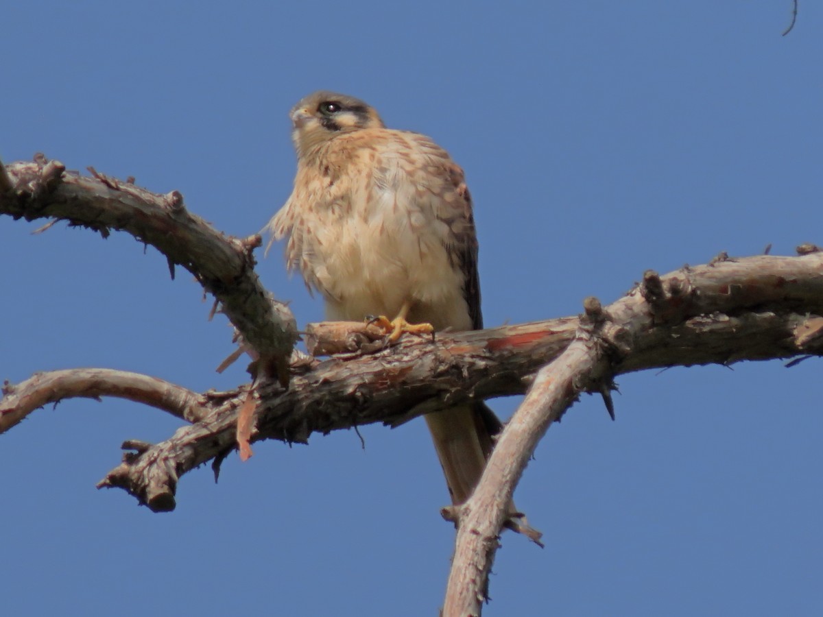 American Kestrel - ML646614776
